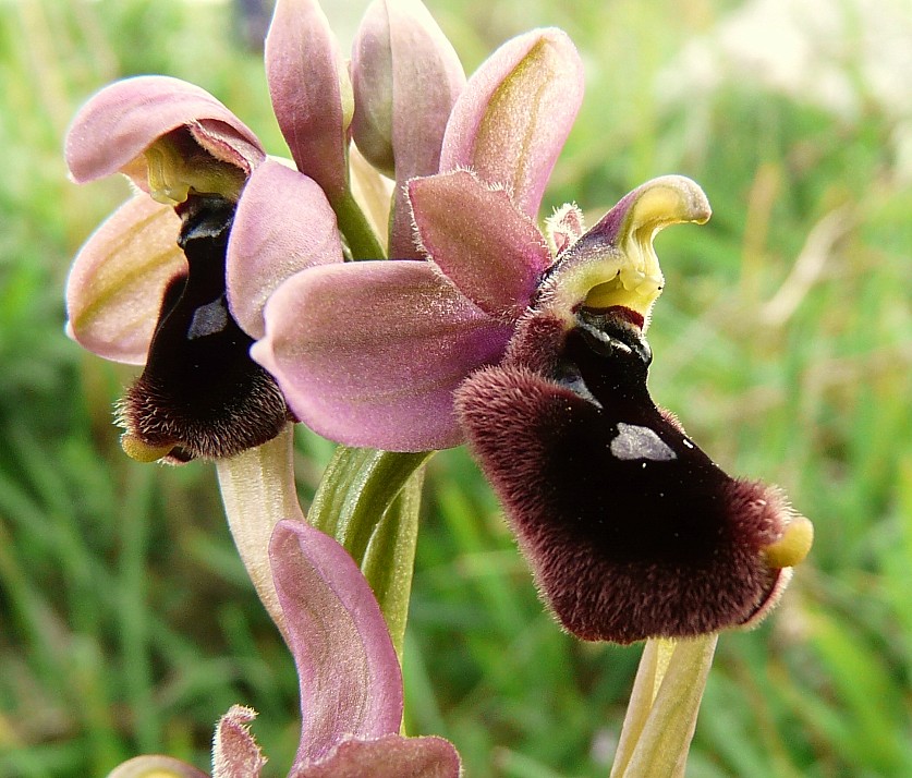 Ibrido: O. promontorii x O. tenthredinifera ???